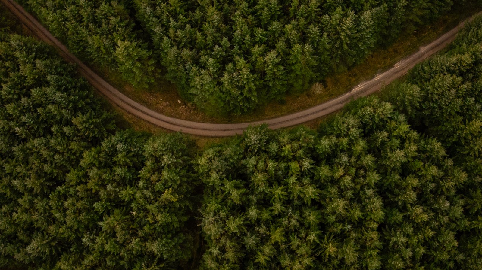 Forest track through Blackhall Forest, Royal Deeside, from the air