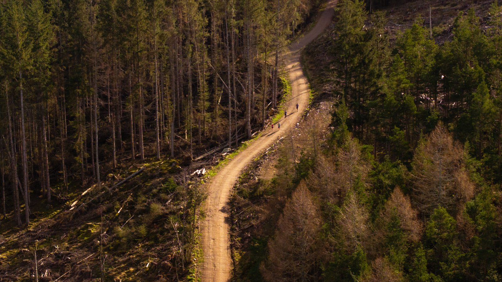 Runners on a forest gravel track above Royal Deeside